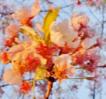 Under the Cherry Blossom Tree, art book/mural.pdf